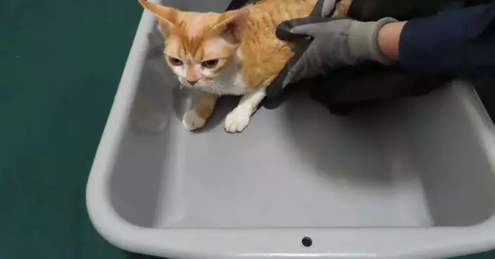 Hong Kong Customs Seizes Smuggled Cat Worth $2,000 in Pet Guardian Operation
