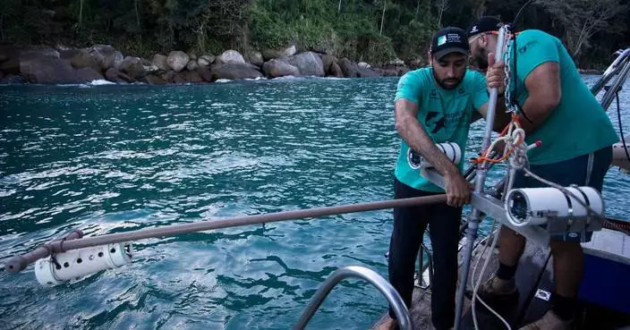 A Brazilian bay’s surprise shark nursery sparks conservation project