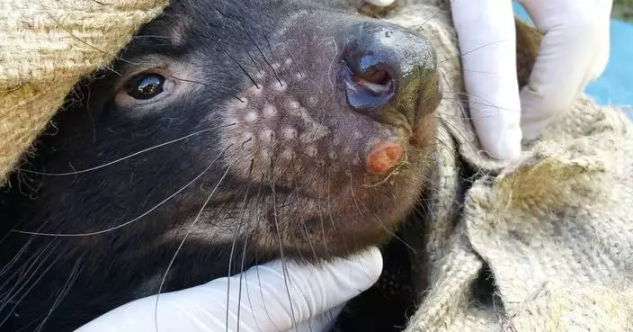 Colossal Foundation Partners With University of Tasmania on Vaccines and Gene Editing to Fight Devil Facial Tumour Disease