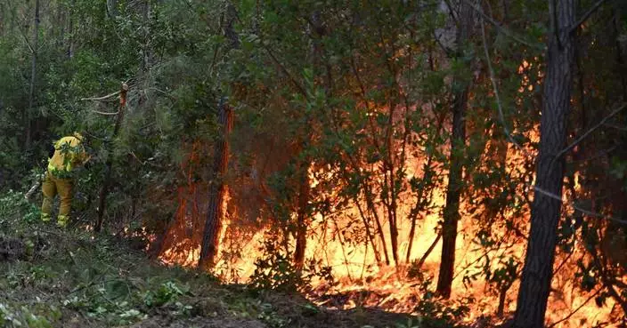 France's forest management may need to change to prevent more wildfires in Les Landes