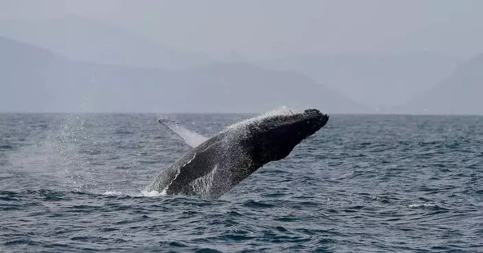 Sightings of humpback whales surge in Rio de Janeiro, fueling demand for whale-watching trips