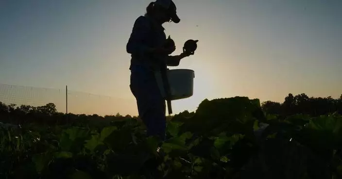 Specialty farmers adapt harvests, protect crops in face of extreme heat