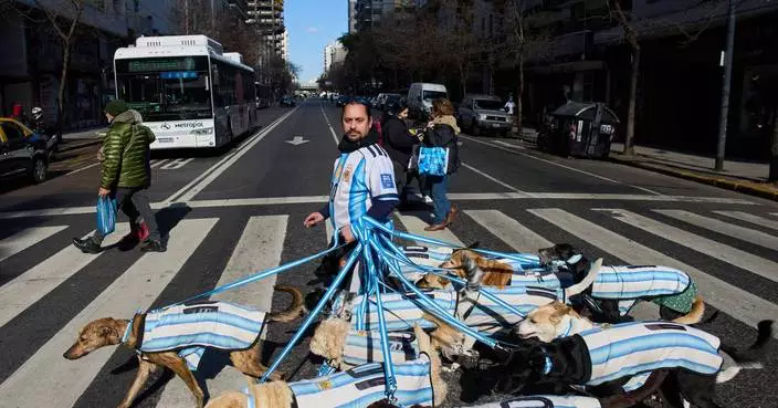 Puppy love as dog walker turns his pack of 13 into Argentina jersey-clad World Cup followers