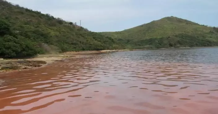 Red Tide Spotted in Hong Kong, No Fish Deaths Reported Yet