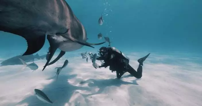 Insta360 Marks Shark Awareness Day with Global Campaign to Help Protect Sharks
