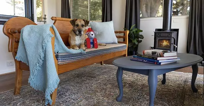 The costly winter pet mistakes Australians are making