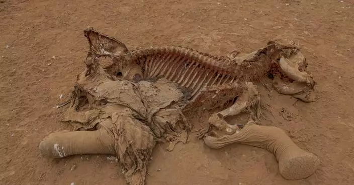 Farmers in Kenya dispute that cyanide poisoning could have killed 15 elephants