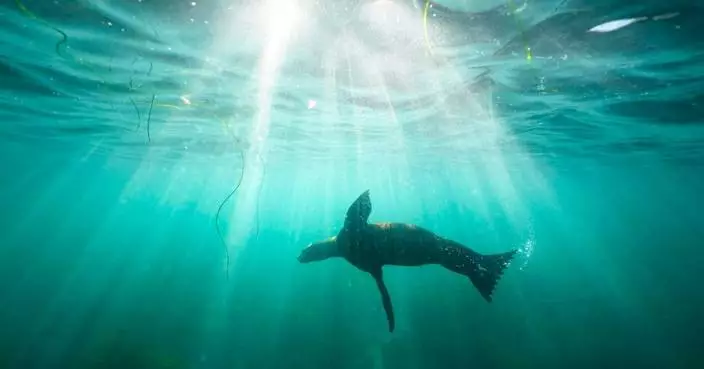 San Diego man pleads guilty to kicking protected sea lion in an attack caught on video