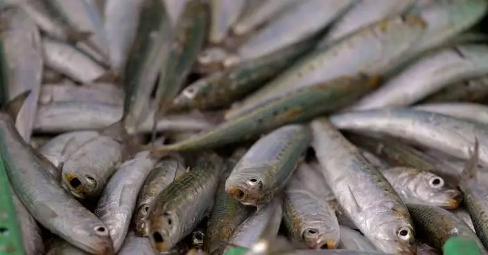 Scientists investigate if a herpes virus is behind the mass deaths of sardines off South Africa