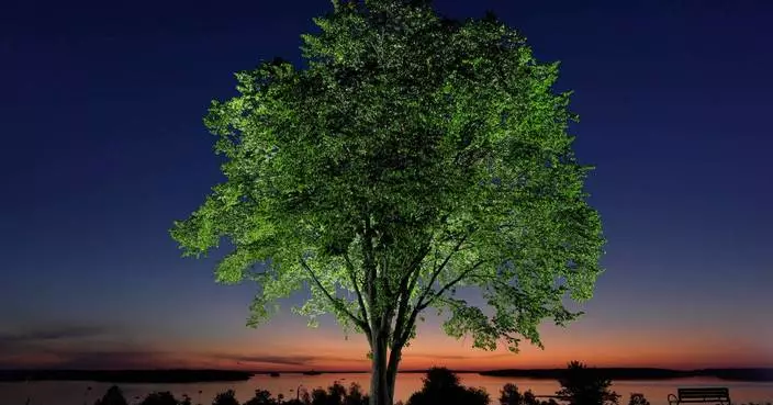 A new generation of elm trees could be equipped to beat the disease that killed the parents