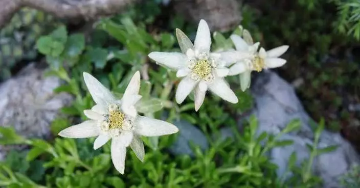Blossom of snow: A starry symbol of the Alps makes an unusual addition to rock gardens