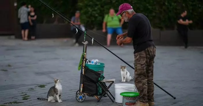 Photos of free-roaming cats that are part of daily life in Istanbul