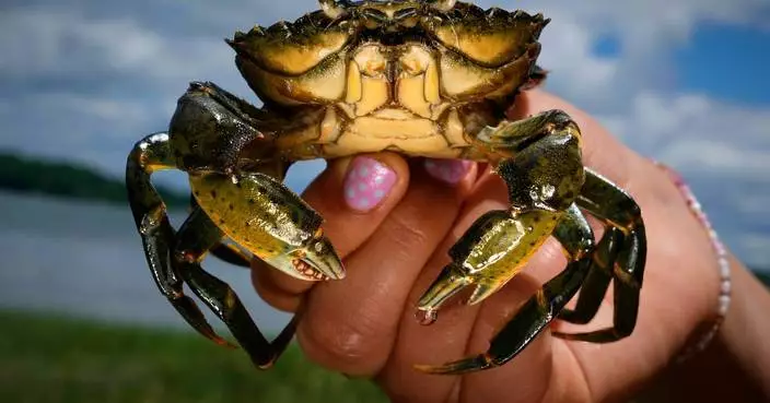 Invasive green crabs are bad for the environment so New Englanders are starting to eat more of them