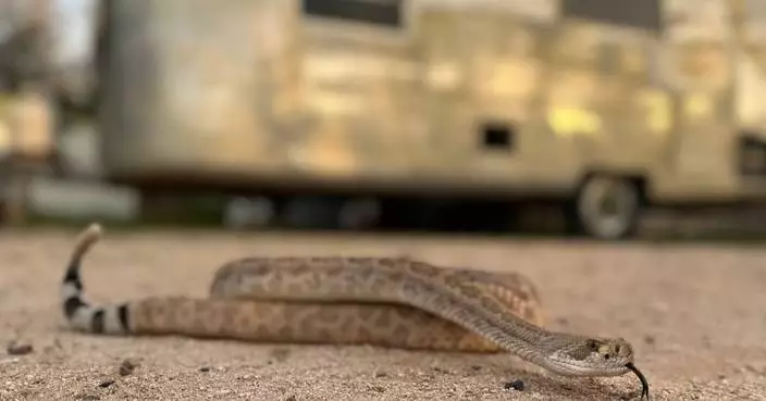 Leave it: Dog trainers help pets avoid poisonous snakes