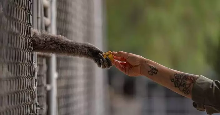 How a sanctuary outside LA has cared for rare, endangered gibbons for a half-century