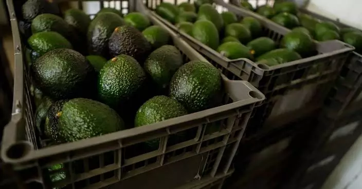 Why Mexican avocado exports to the US have once again been stopped