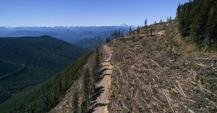 British Columbia is logging its last old growth. Protesters are sleeping in the road to stop it