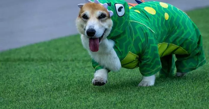 Corgis race, bark and sniff their way to glory at a growing international race