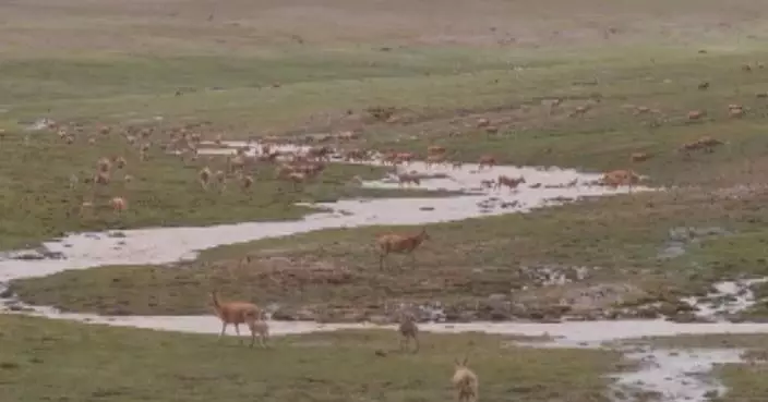 Newborn Tibetan antelopes brave survival challenges in UNESCO-listed Hoh Xil