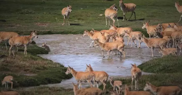 Tibetan antelope guardians brave icy river to protect migrating calves in Xizang