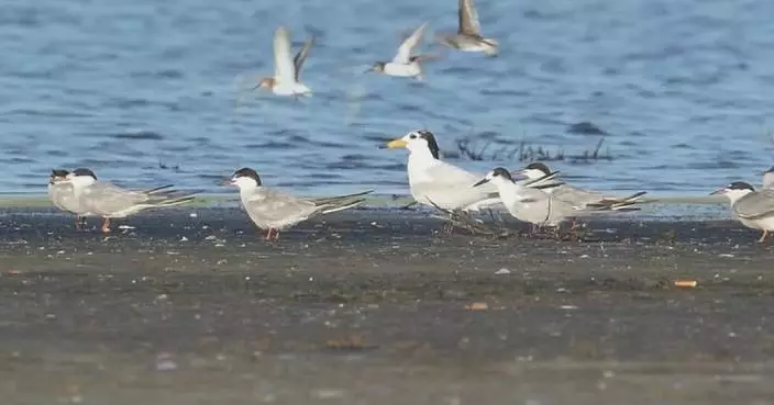 Rare Chinese crested terns return to east China wetland for seventh year
