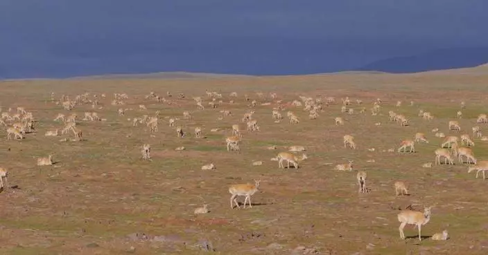 Scientific expedition surveys Tibetan antelopes' calving in Qinghai