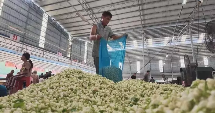 Typhoon‑hit jasmine industry in Guangxi rebounds as farmers return to fields