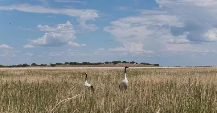 Rare birds spotted with chicks at China's Horqin nature reserve