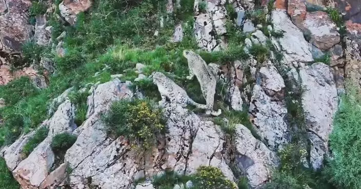 Qinghai herder spots snow leopards