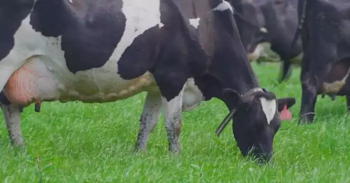 North China's Hohhot named 'World Dairy Capital'