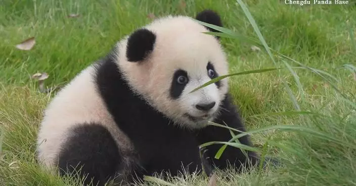 Adorable newborn panda stretches limbs in Chengdu nursery