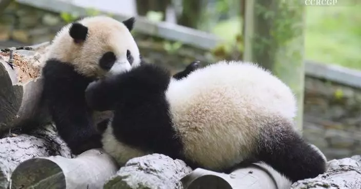 2 playful giant panda cubs caught on camera at China conservation center