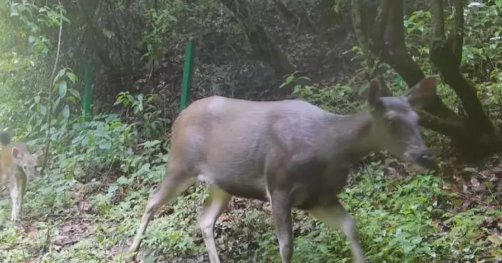 Sambar deer family spotted in Yunnan nature reserve