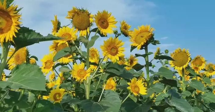 Golden sunflowers in full bloom wow visitors in Shandong