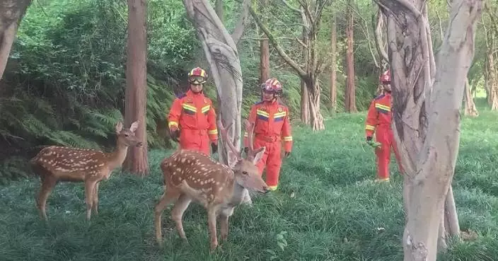 Two sika deer recaptured after highway escape in Sichuan