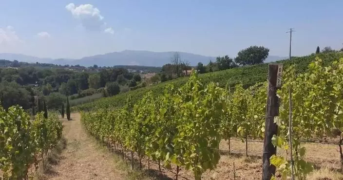 Persistent heat, drought threaten grape yield in Italy