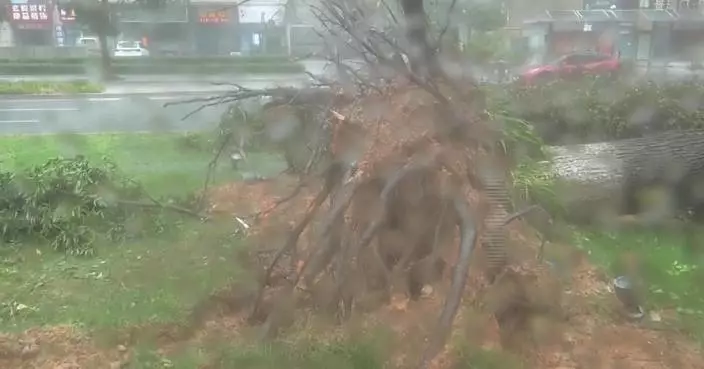 Violent winds uproot trees, disrupt traffic as Typhoon Dolphin hits Zhejiang