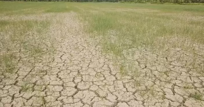 El Nino threatens Thailand's rice harvests, food security