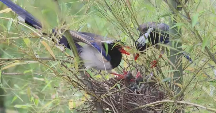 Red-billed blue magpie pair seen raising chicks in Hubei