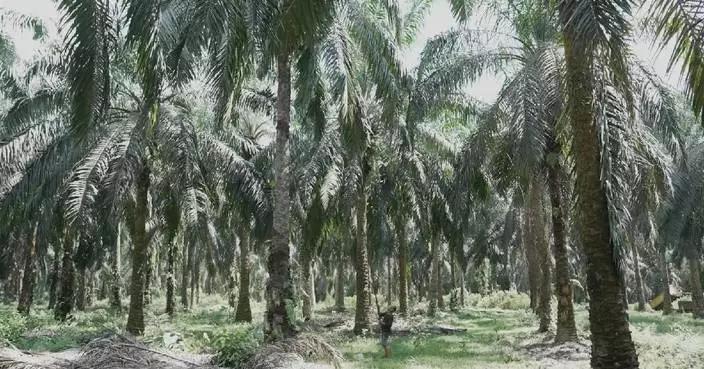 El Nino threatens to slash Indonesia's palm oil output by 2 million tonnes