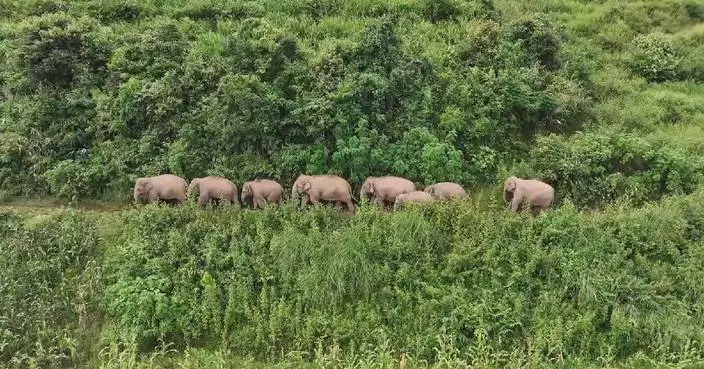 Wild Asian elephant herd spotted on leisurely stroll in Yunnan