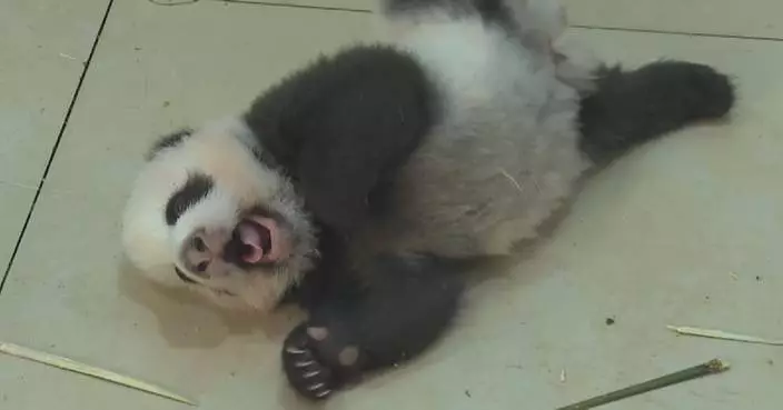 New panda cubs of 2026 show healthy growth in southwest China