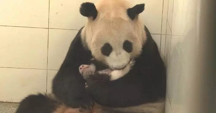Giant panda Qian Qian cradles newborn twins as keepers rotate nursing shift