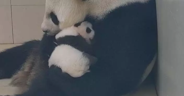 First-time mother panda learns to raise cub