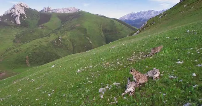 Family of four snow leopards spotted together in Qinghai