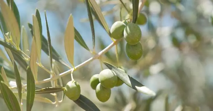 Super El Nino threatens Spain's olive harvests