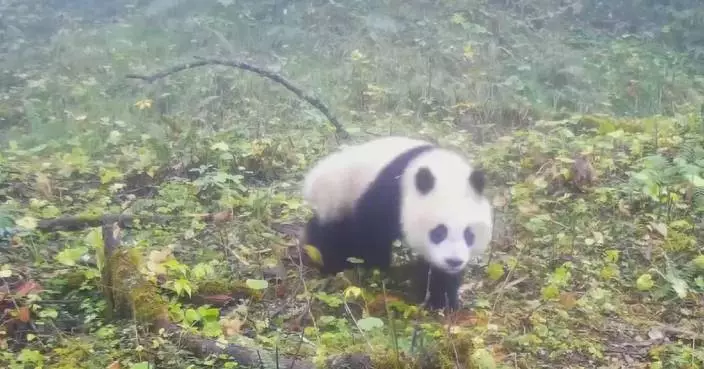 Playful wild giant pandas caught on camera in Sichuan