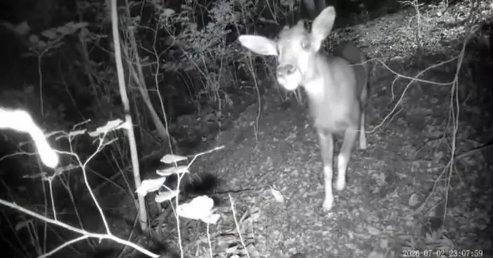 Wild Chinese goral spotted near central Beijing