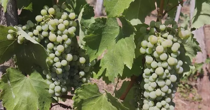 Hungary's wine industry under threat amid record heatwave