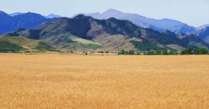 high-mountain wheat in northwest China's Xinjiang enters harvest season
